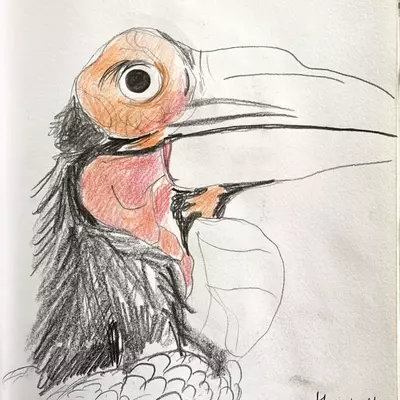 A coloured pencil sketch of a hornbill bird. He has a huge beak, going off the page, a big round eye, and red skin around his eye and beak. 